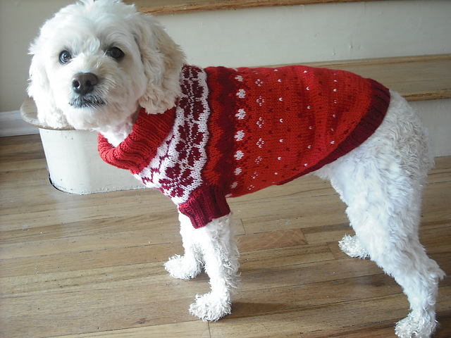knitted dog coats norwegian dog coat [knit] CDDNQHZ